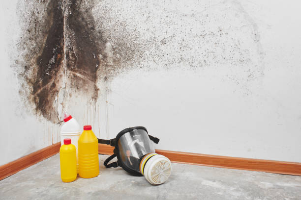 Best Office Mold Removal Services  in Langley Park, MD