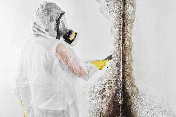 Best Attic Mold Removal  in Langley Park, MD