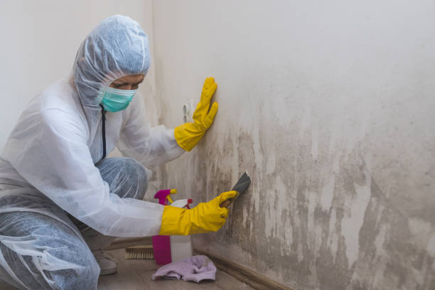 Best Commercial Mold Removal  in Langley Park, MD