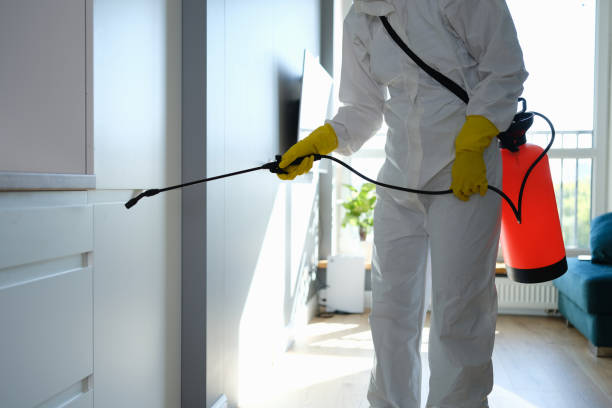 Best Mold Damage Repair  in Langley Park, MD