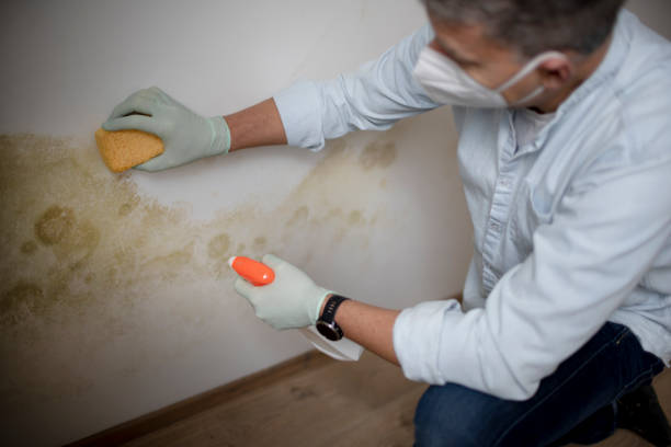 Home Mold Removal in Langley Park, MD